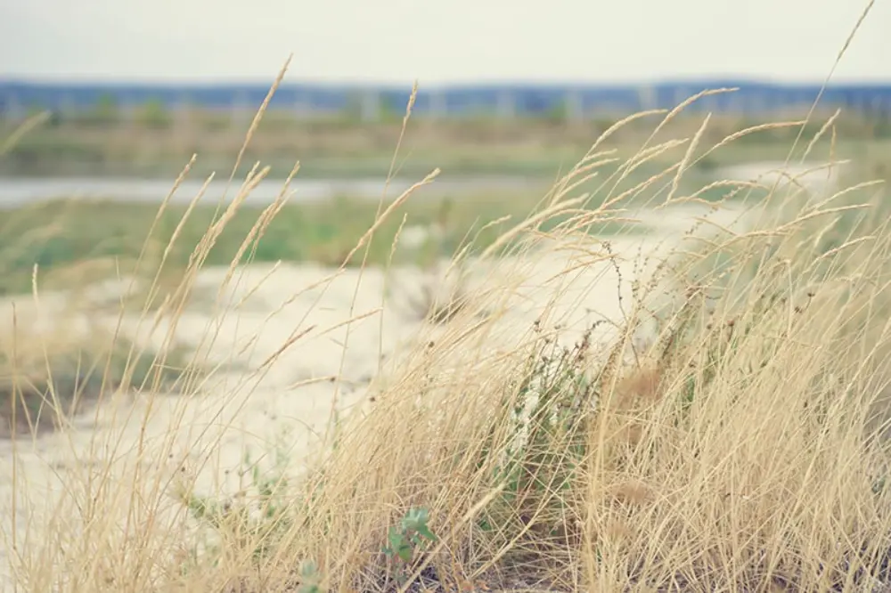 Close-up of dry dune grass swaying in the breeze on a sand dune, with a blurred background showcasing a serene river landscape, conveying a tranquil and natural setting.