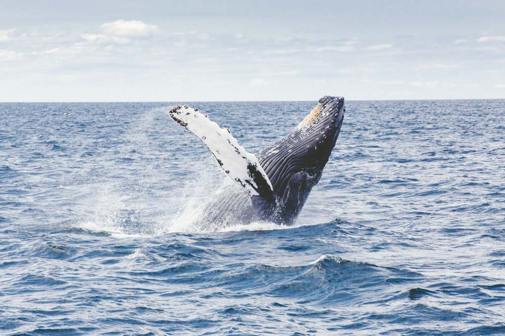 humpback whale breaching in the water off provincetown. photo by thomas kelley, unsplash