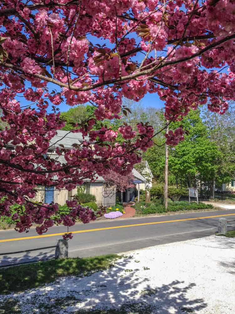 Vibrant cherry blossoms frame a sunny street scene with their rich pink petals, casting intricate shadows on the pavement below, near a quaint house and a clear blue sky in the background.
