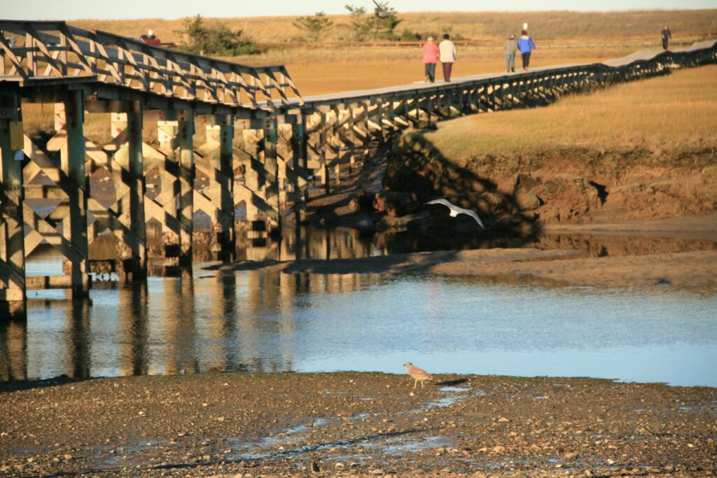 A long wooden boardwalk crosses a tidal inlet with people walking along it in the distance. A small shorebird stands on the muddy shoreline beside calm water in warm late day light.