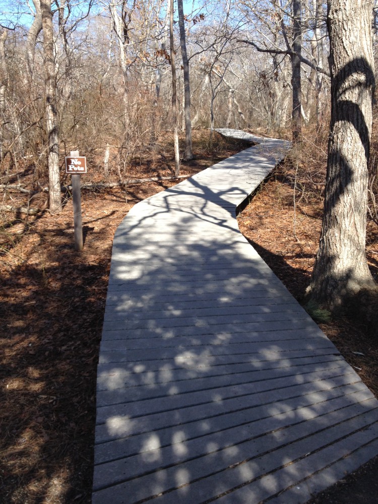 The boardwalk of Beech Forest Trail in Provincetown